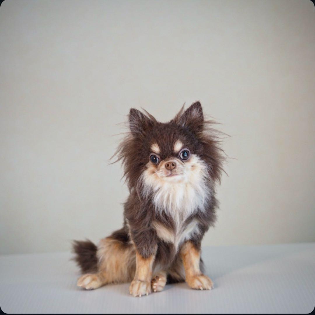 羊毛フェルト　チョコタンチワワ　やる気ないお座りポーズ　犬　チワワ　一点物