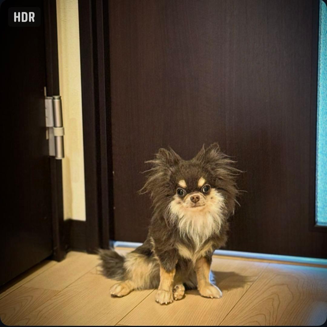 羊毛フェルト　チョコタンチワワ　やる気ないお座りポーズ　犬　チワワ　一点物