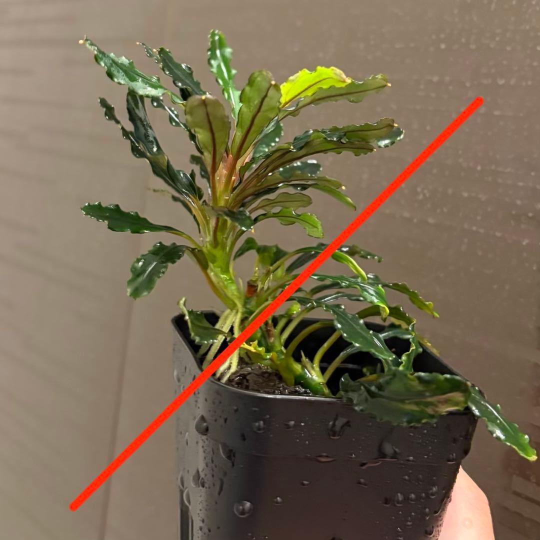 CBR-RR様確認