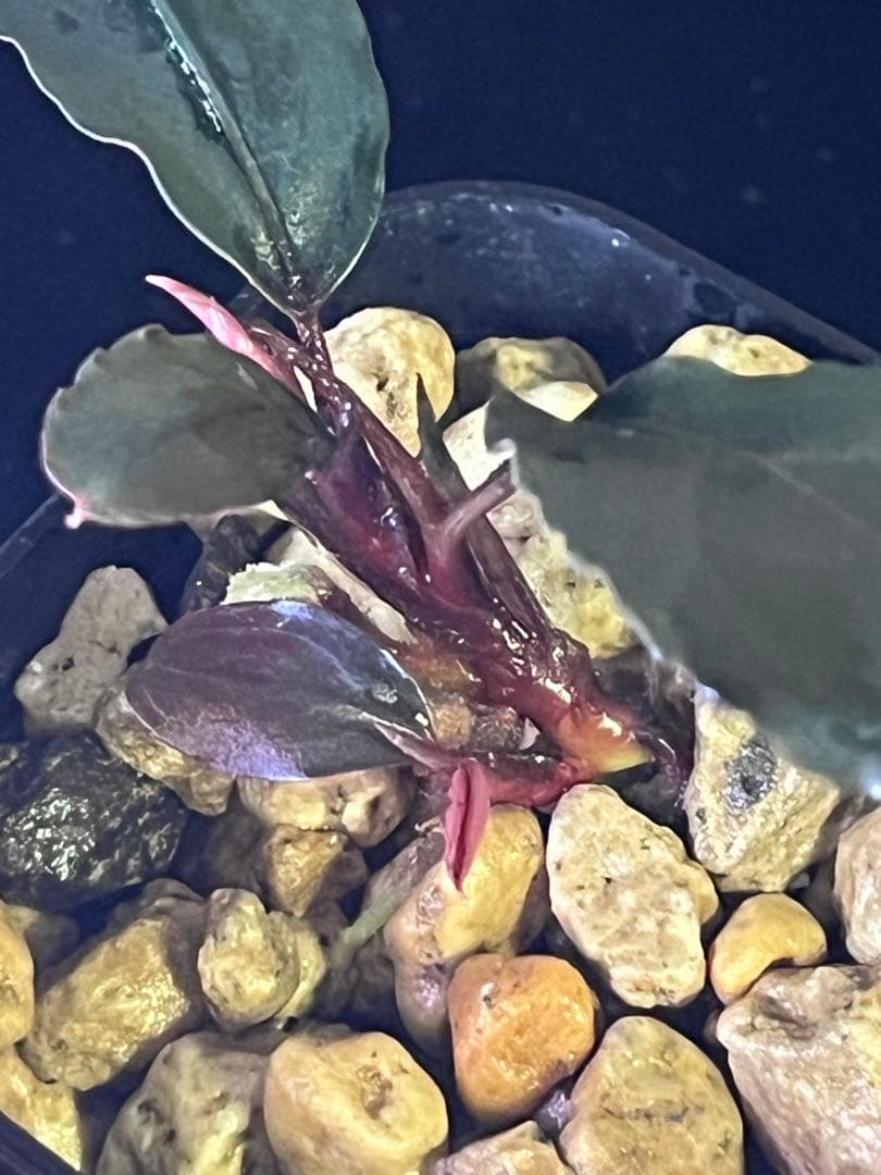 Bucephalandra sp. Murung raya【LA0515-03】