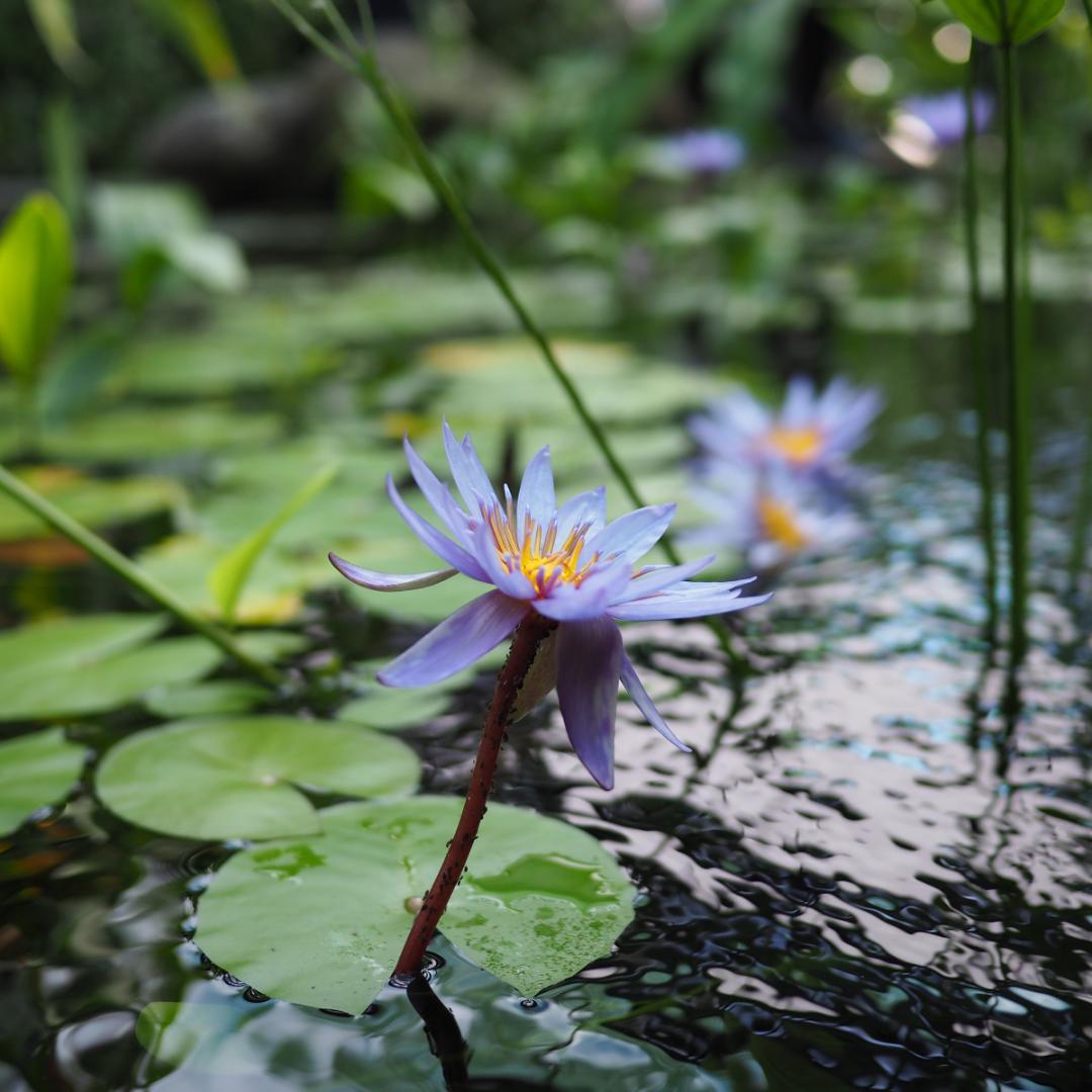 【動作確認】Panasonic LUMIX G 20 mm F1.7 ASPH.