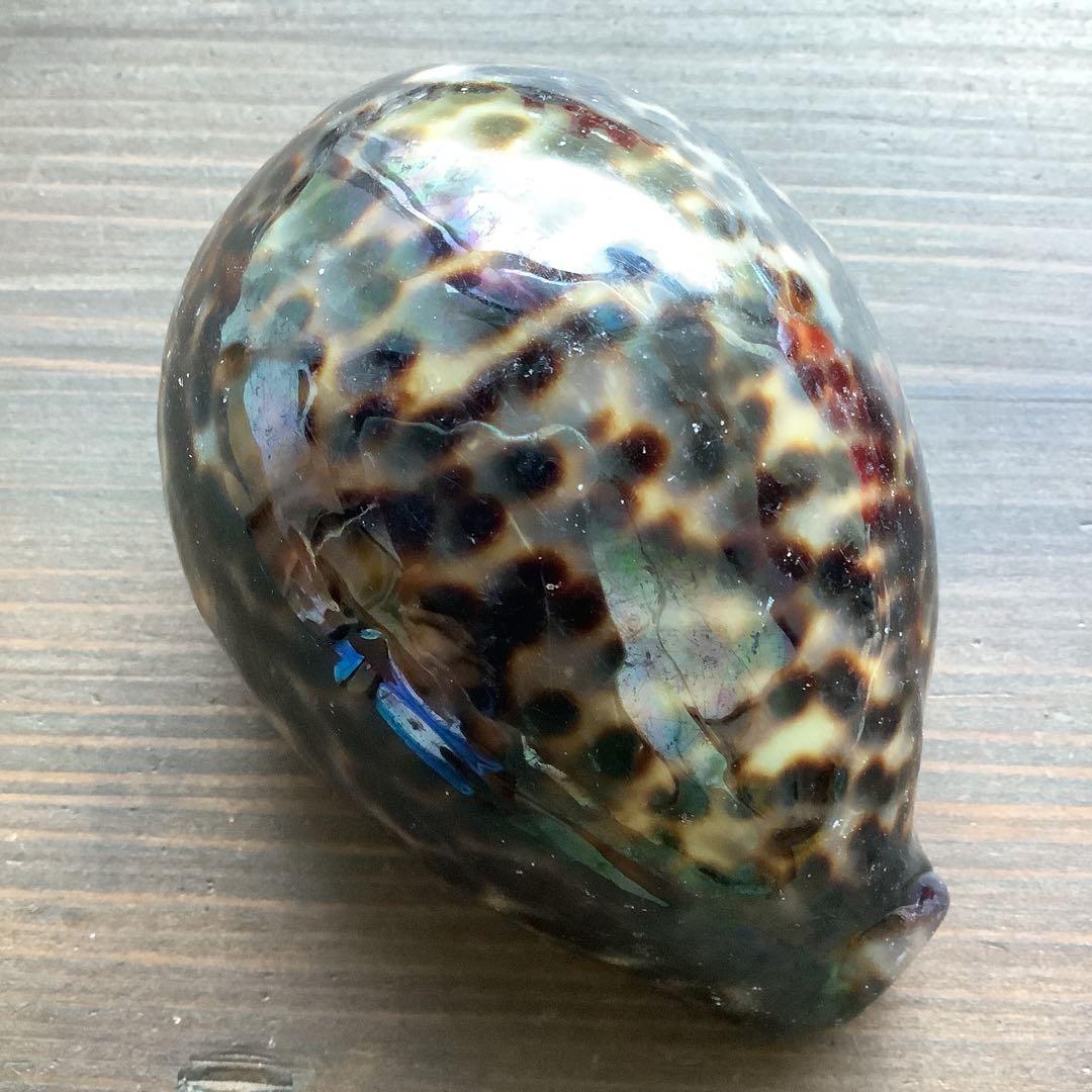 No760 大きなホシダカラ 天然貝殻 タカラガイ コレクション
