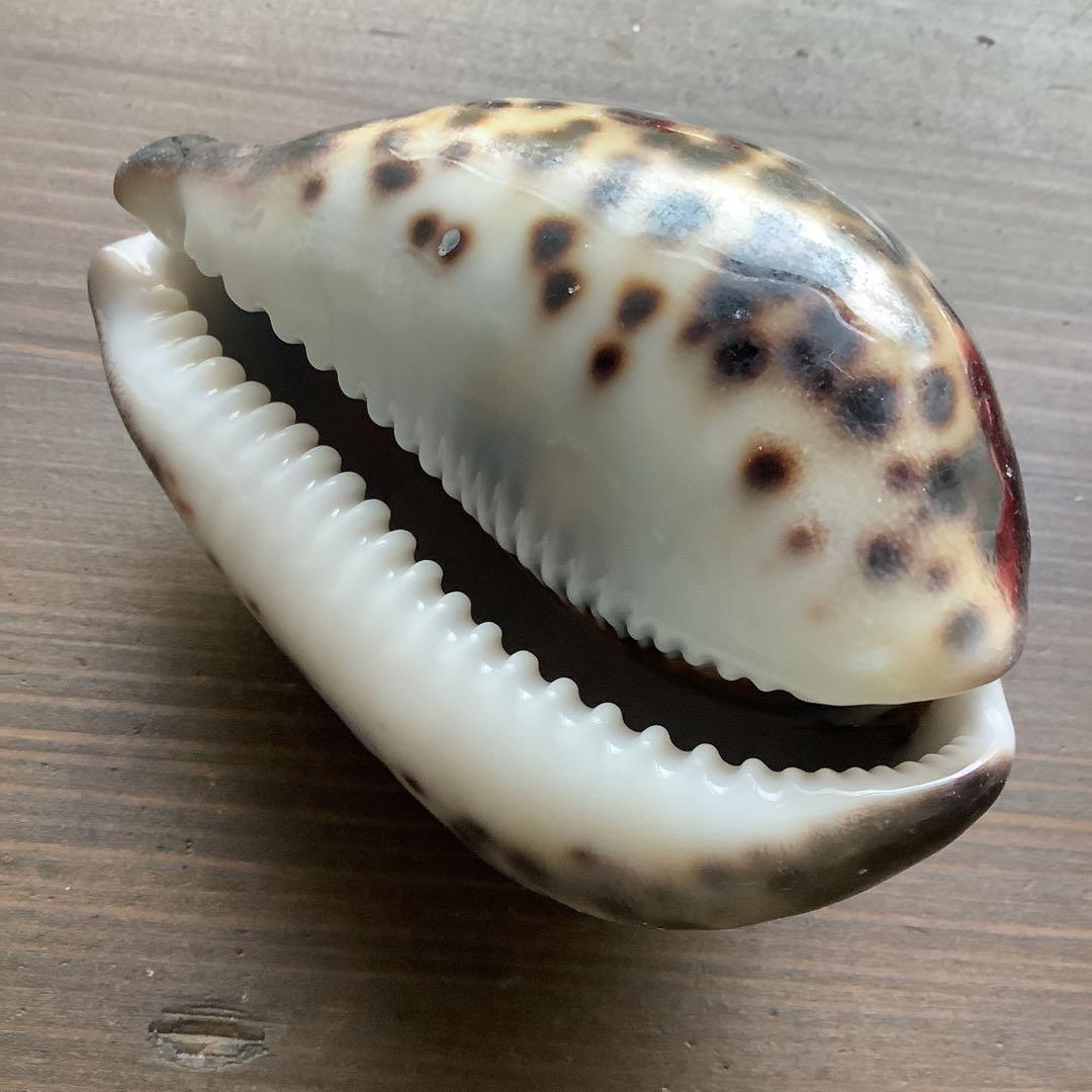No760 大きなホシダカラ 天然貝殻 タカラガイ コレクション