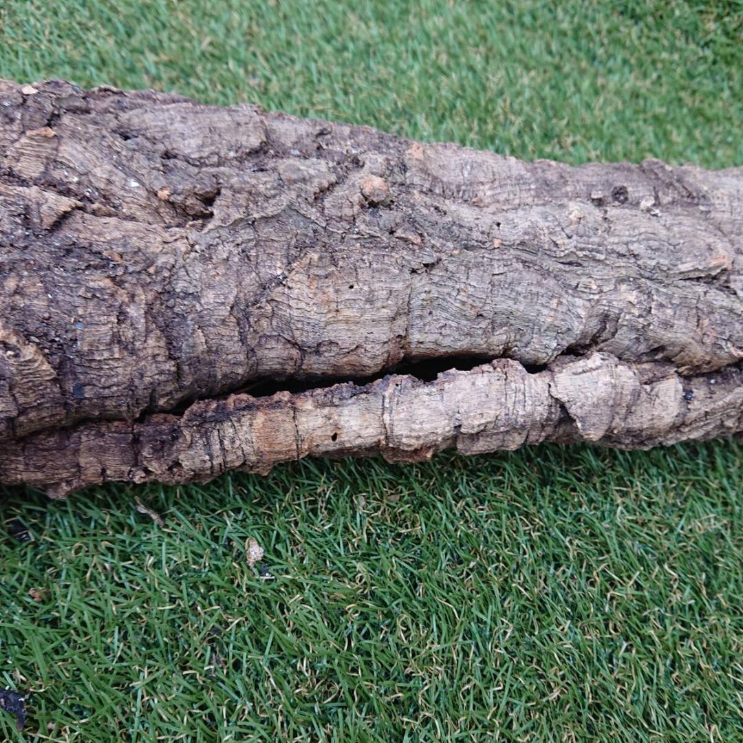 コルク樹皮　ポルトガル産　 筒状　約70cmｘ約11cm　爬虫類　シェルター