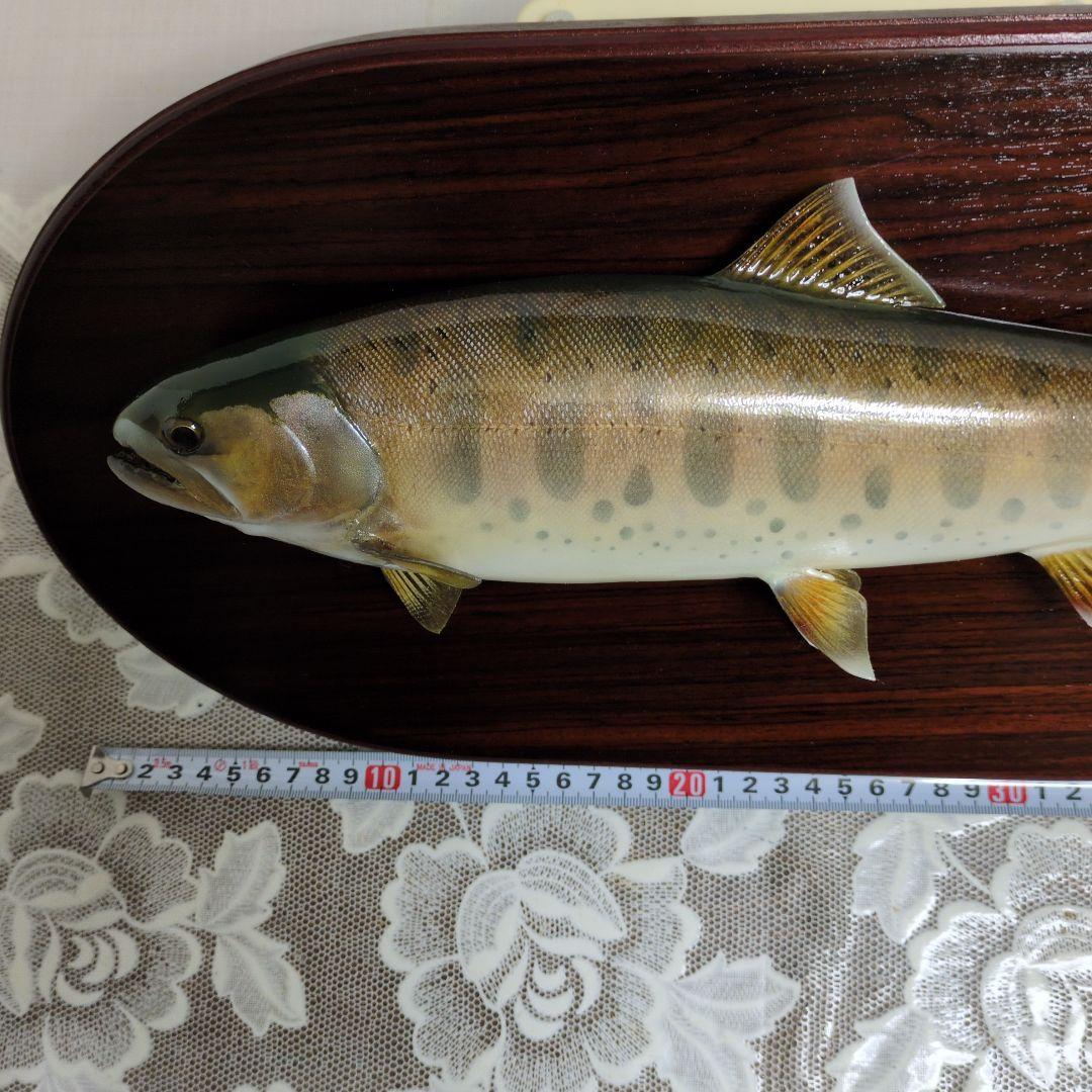 クルクル　ヤマメ37cmの剥製（本物)　山女魚の剥製