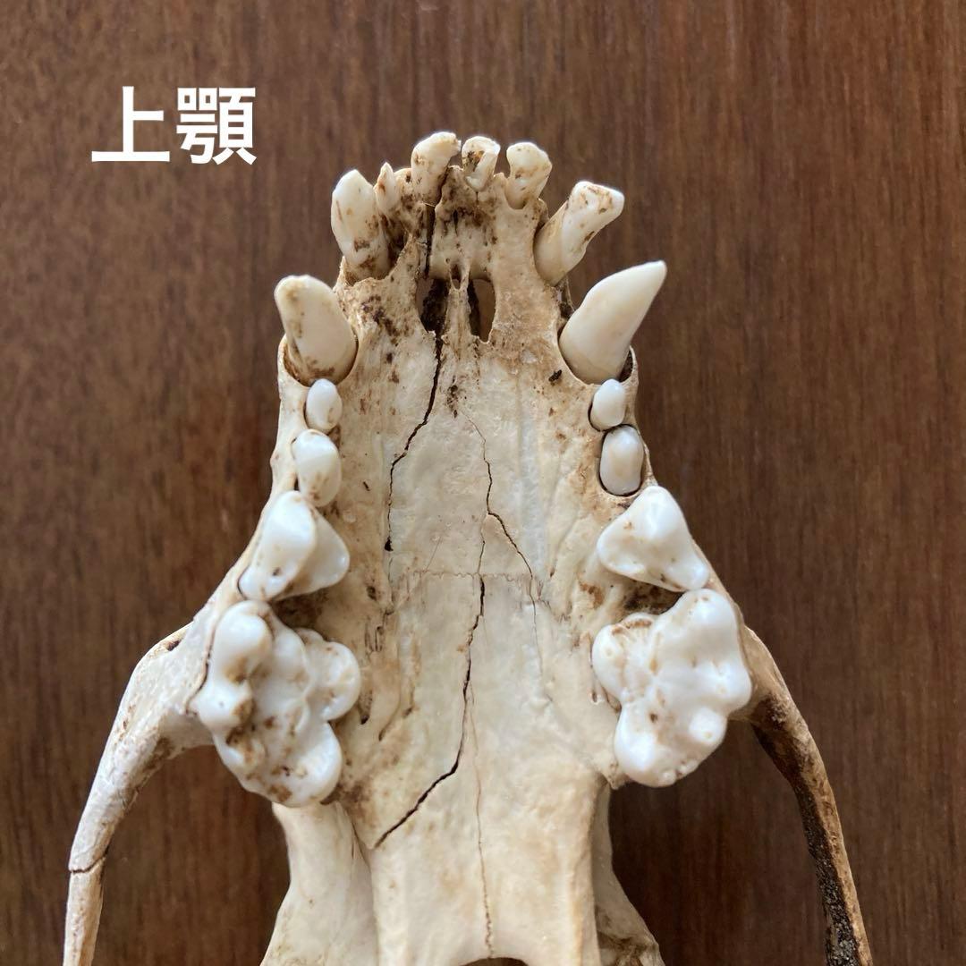 アナグマの骨　頭骨他