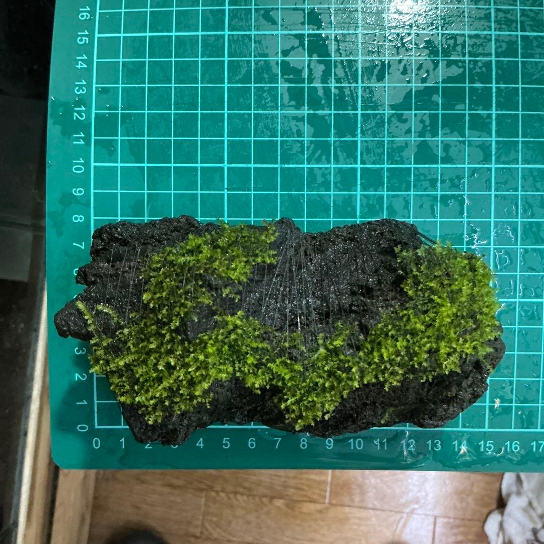 【第四種郵便】G南米モス活着ゴールデン付き流木とジャワモス活着溶岩石543g