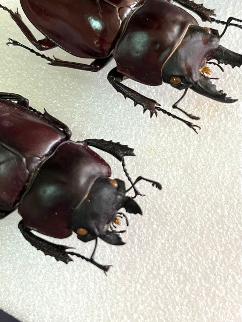 特選野外品！特大〜大型！赤色型アマミマルバネ2♂1♀