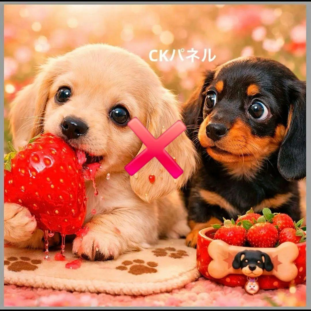 激レアいちごがぶり柴犬、ダックス、パグ、ポメラニアン、チワワ、トイプーパネル生地