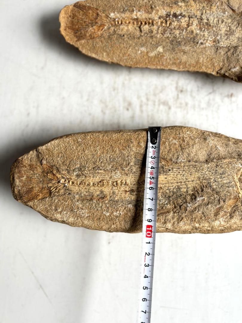 972 化石 白亜紀前期 古代魚 タルリアス・アラピス ブラジル サンタナ層