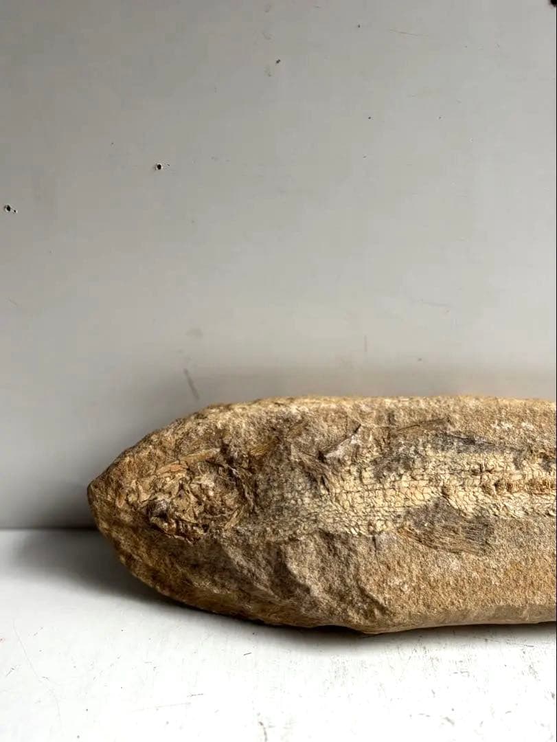 972 化石 白亜紀前期 古代魚 タルリアス・アラピス ブラジル サンタナ層