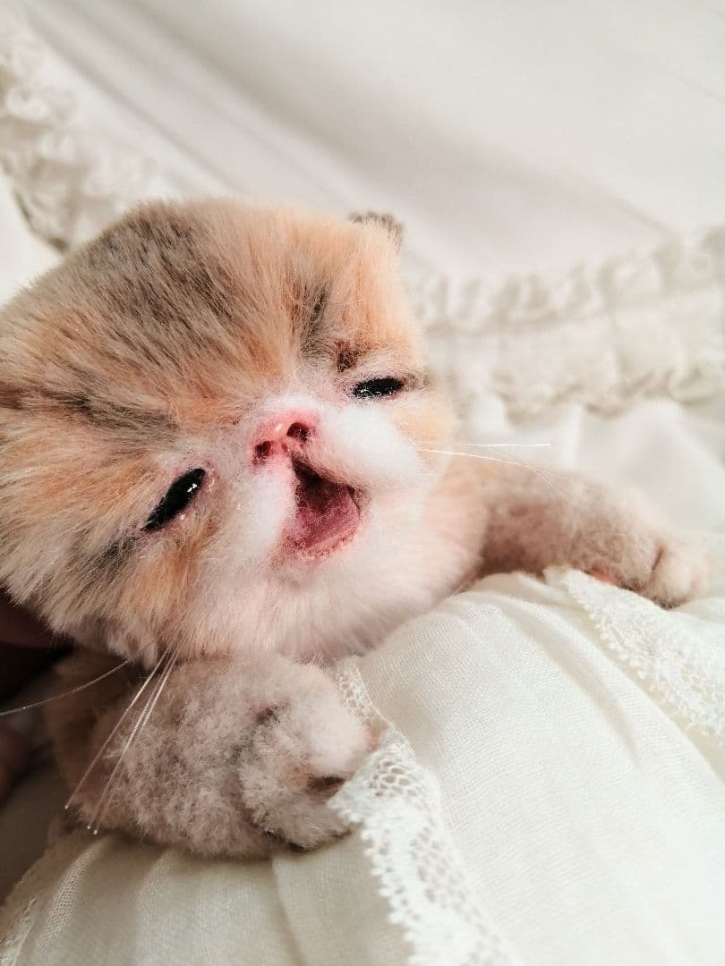 ママぁ～♡お世話セット♡子猫ちゃん♡アートドール♡ぬいぐるみ♡