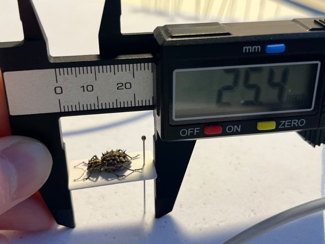 【12mm】西オーストラリアのトゲトゲのハリヤマゾウムシ 標本Acan