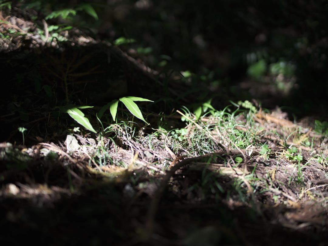 中一光学 65mmF1.4 SPEED MASTER(GFX Gマウント)