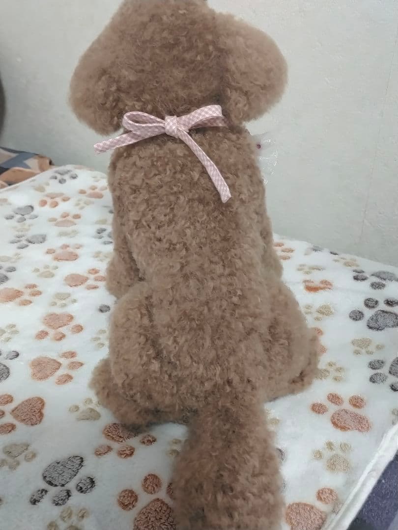 送料込み♡トイプードルレッドちゃん。ビッグ！