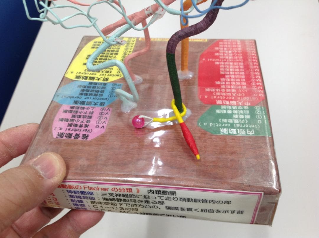 脳血管模型（脳血管模型を作れない必要な人のために） 脳血管模型KAGAWAモデル