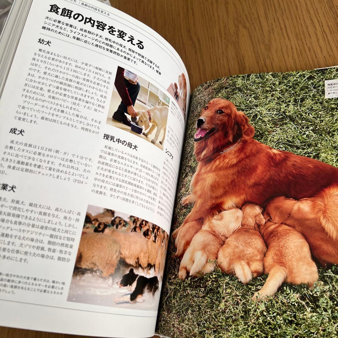 ビジュアル犬種百科図鑑／神里 洋　犬の図鑑　美品