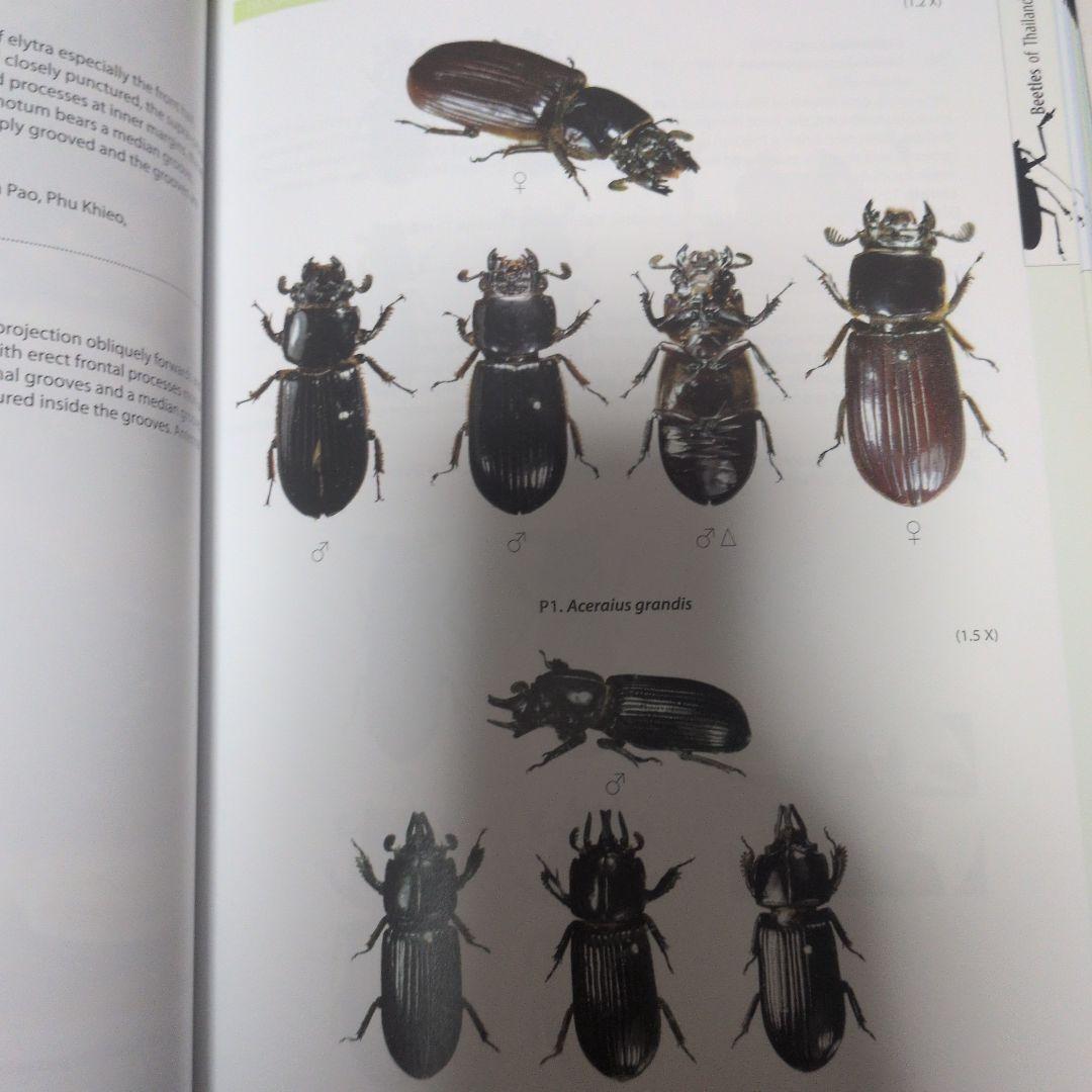 標本 BEETLES OF THAILAND 2nd Edition