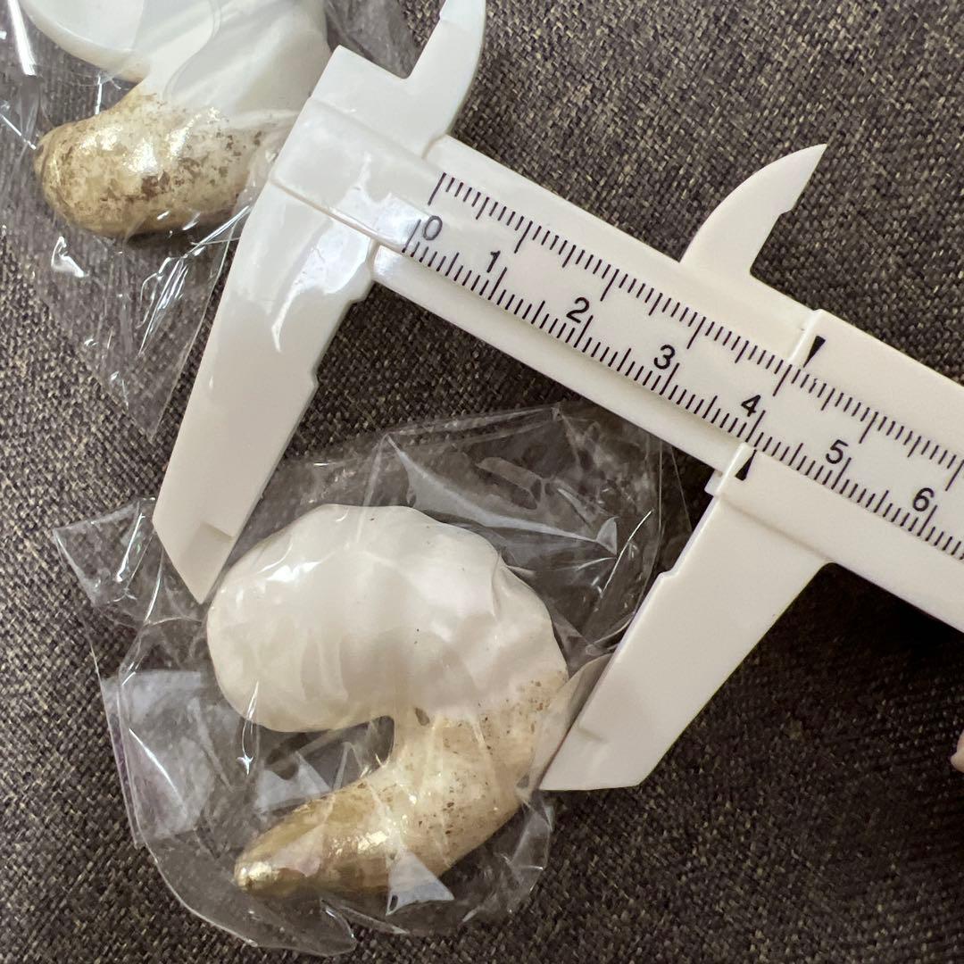 頭飾造形 羊角 ドール用
