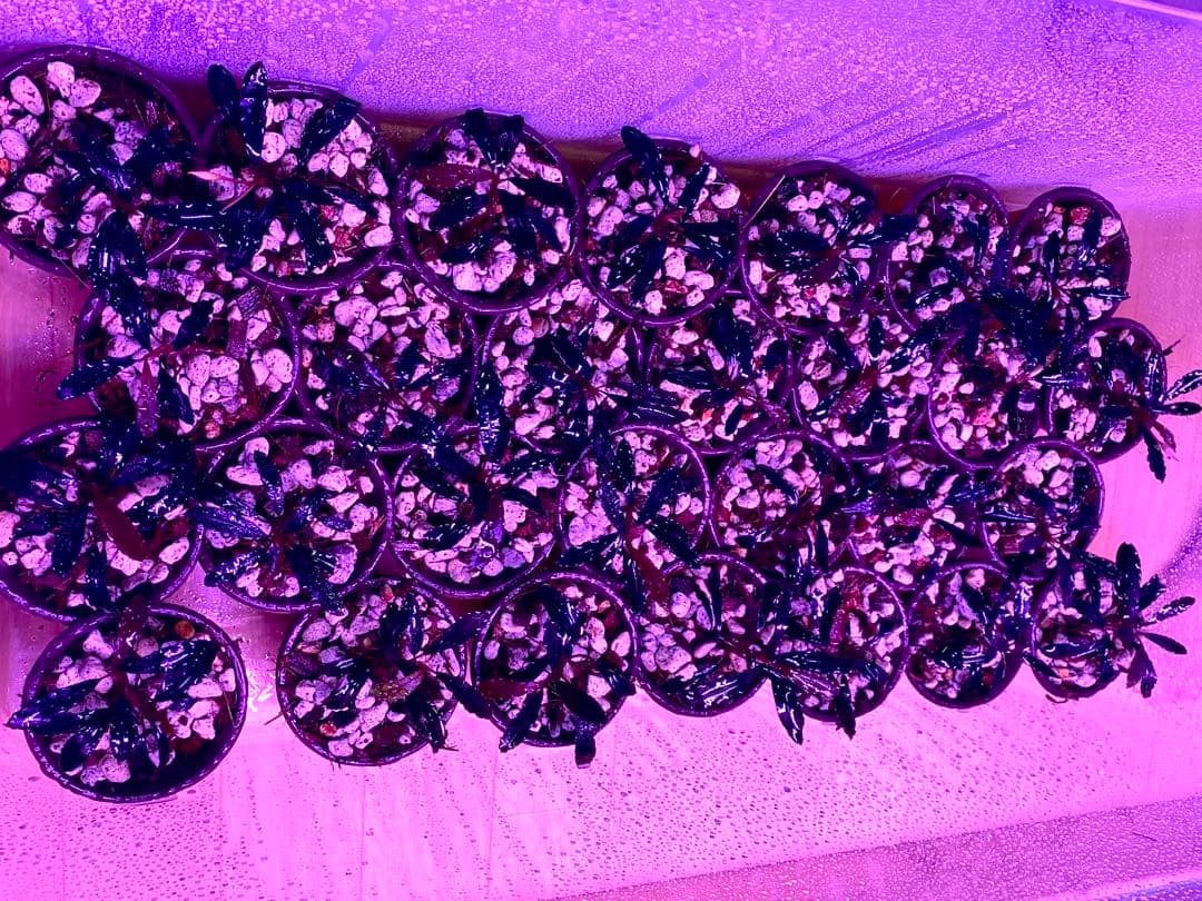 Bucephalandra Brownie Ghost 2011–2012 大株