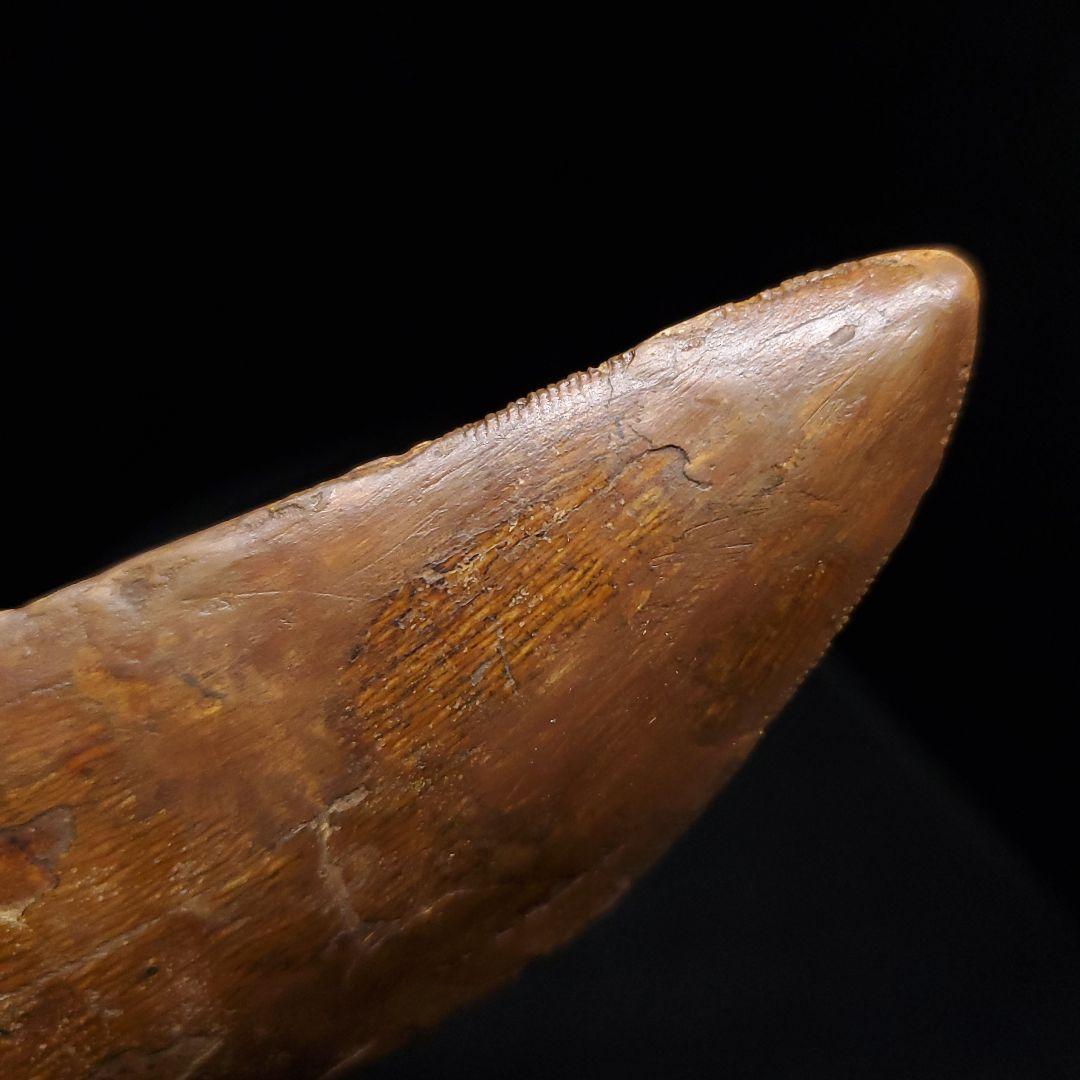 カルカロドントサウルス 歯 化石 本物 モロッコ産 99.24mm fr92