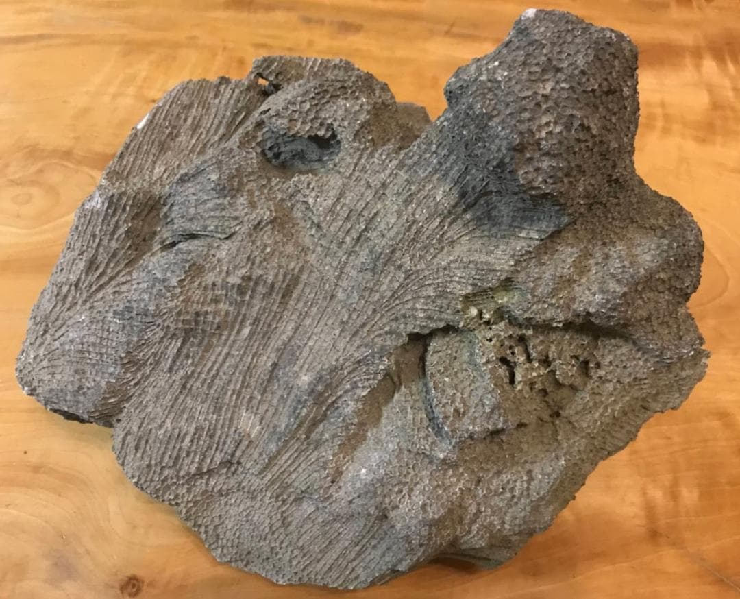 【鑑賞石】 珊瑚 サンゴ 化石 Fossil Coral Reef