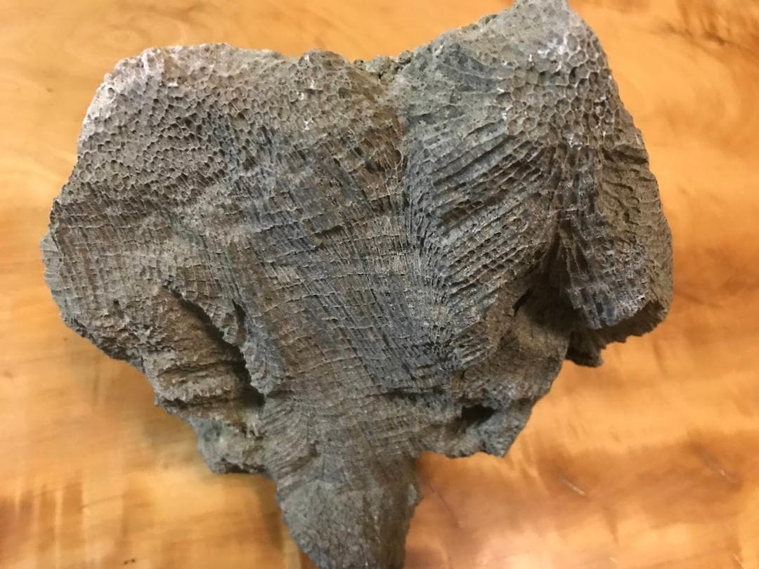 【鑑賞石】 珊瑚 サンゴ 化石 Fossil Coral Reef