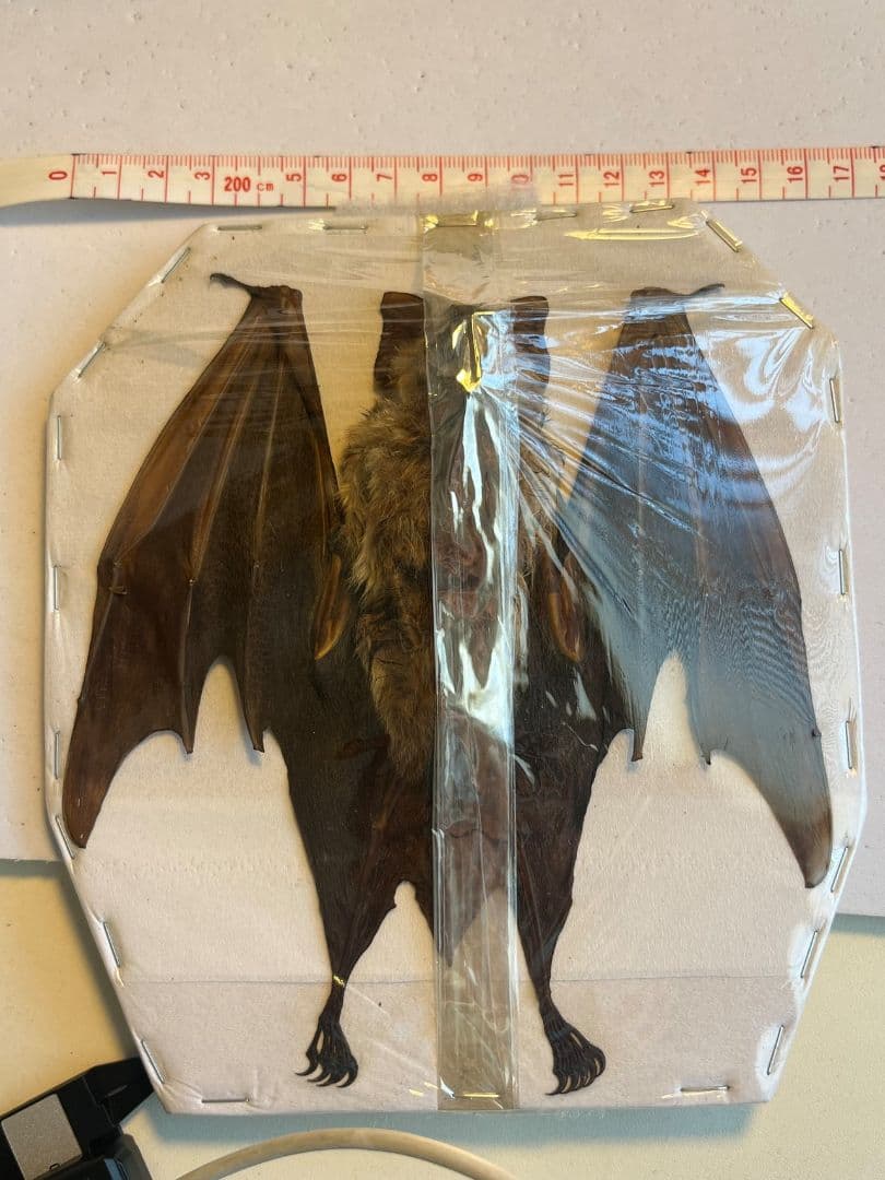 【蝙蝠ノ王様】ハチマキカグラコウモリ 標本ジャワアブラコウモリ 昆虫標本 剥製