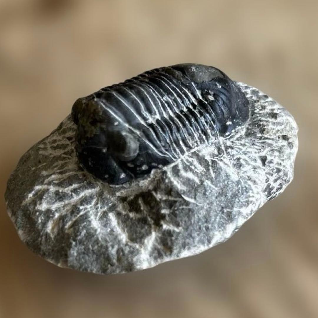 古世代デボン紀化石　三葉虫 4.5cm✖️2.5cm 　5cm 107g