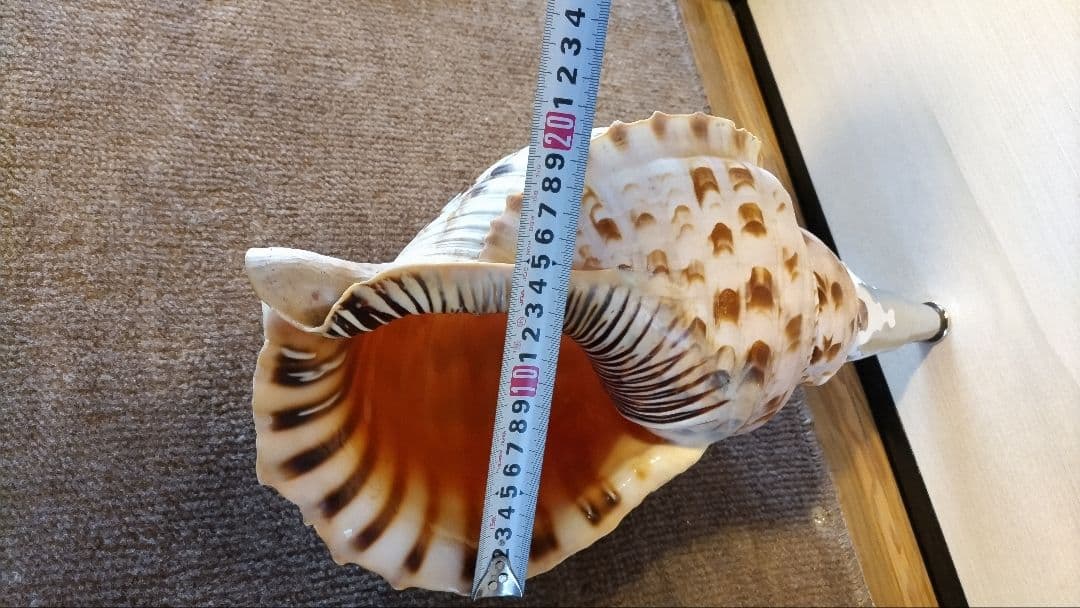 法螺貝　⑩