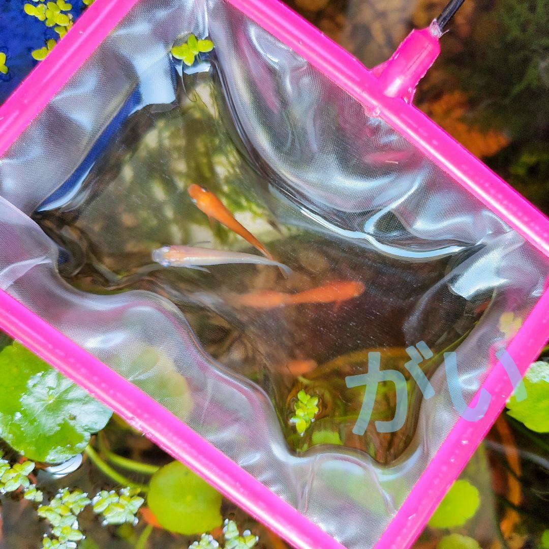 丸50本、角50本　魚掬う　ミジンコネット　ごみ取り　金魚 メダカ 熱帯魚 水槽