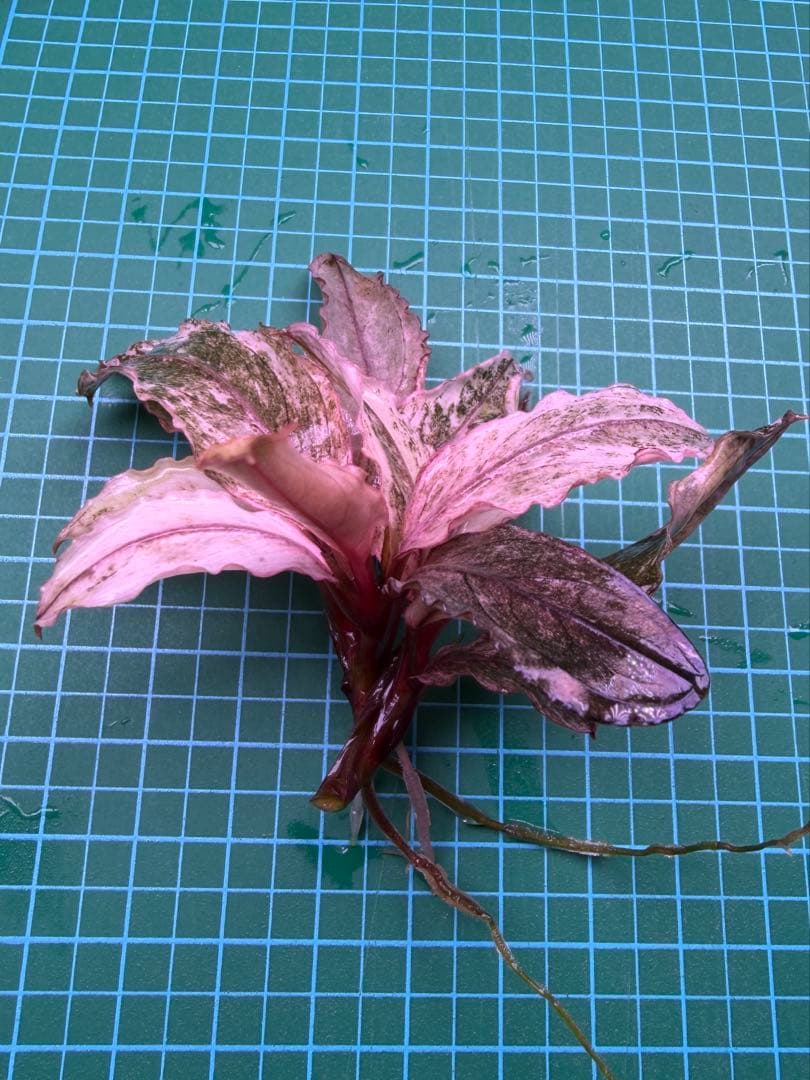ひ*ー様 Bucephalandra sp.”Pink variegata” 水
