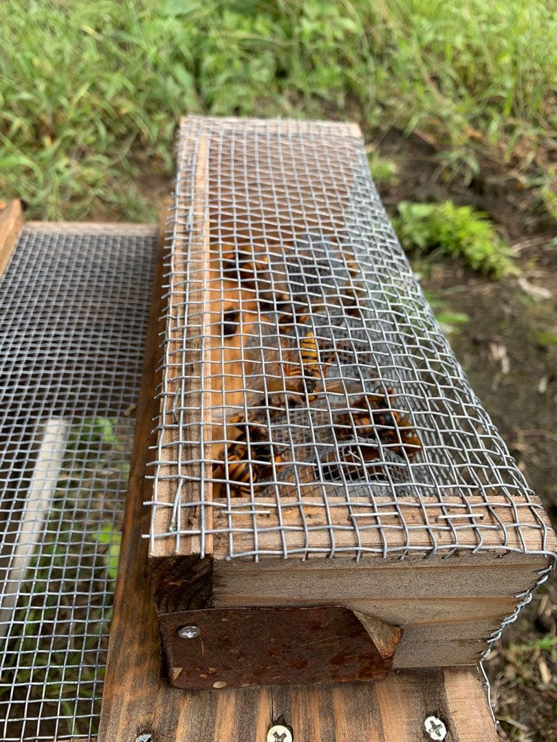 スズメバチ捕獲器　2個