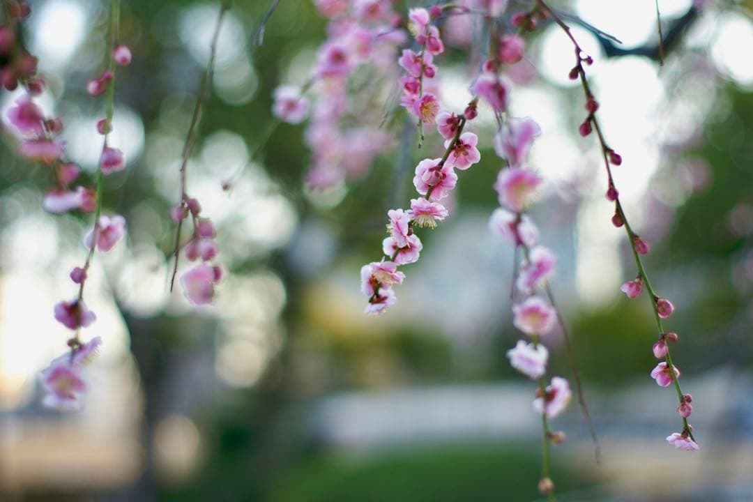 SONY α700、MINOLTA AF 24-50mm F4