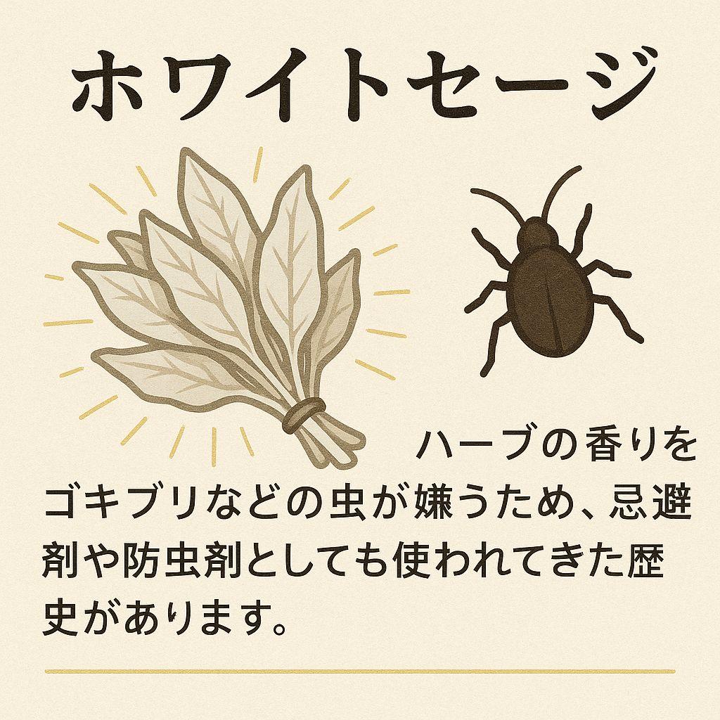 セール☆無農薬ホワイトセージ枝無しリーフ1kg箱入りお香浄化業務用価額お得