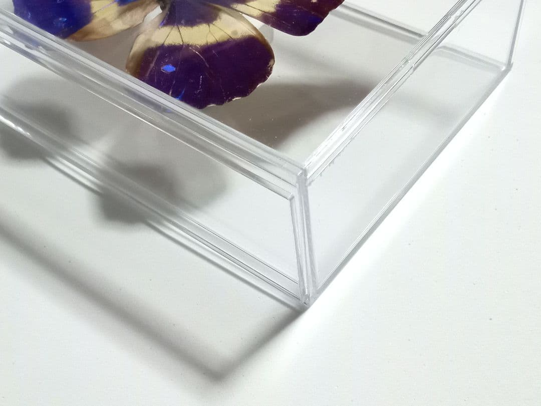 蝶標本　ヘレナモルフォ　ペルー