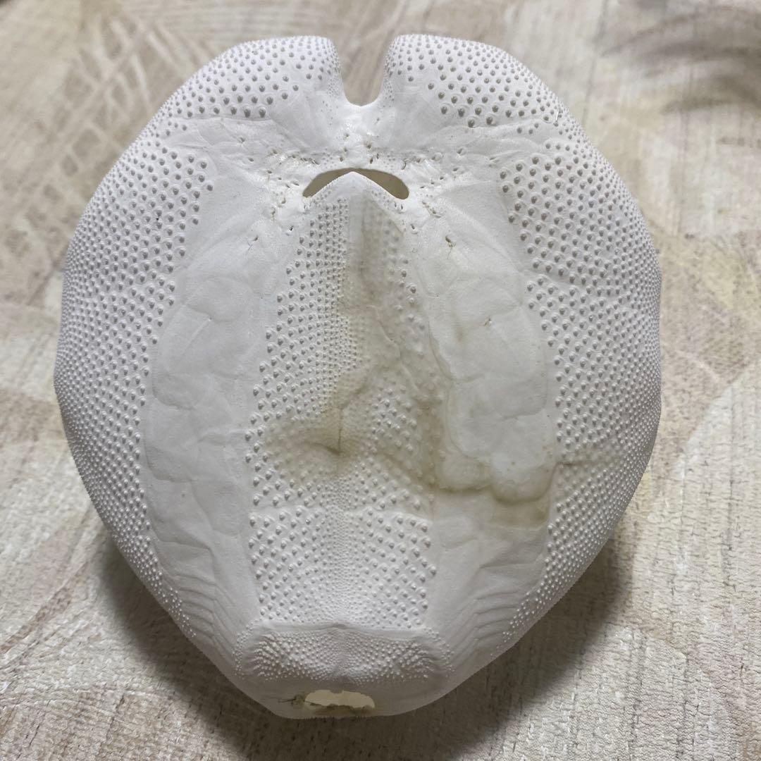 深海のブンブク♡ウニ殻♡標本