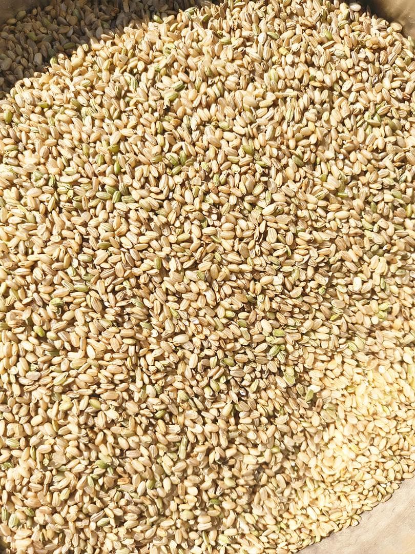 くず米　25kg　鳥の餌等　茨城県ひたちなか市産　えさ