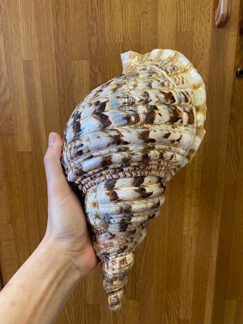 法螺貝　35cm