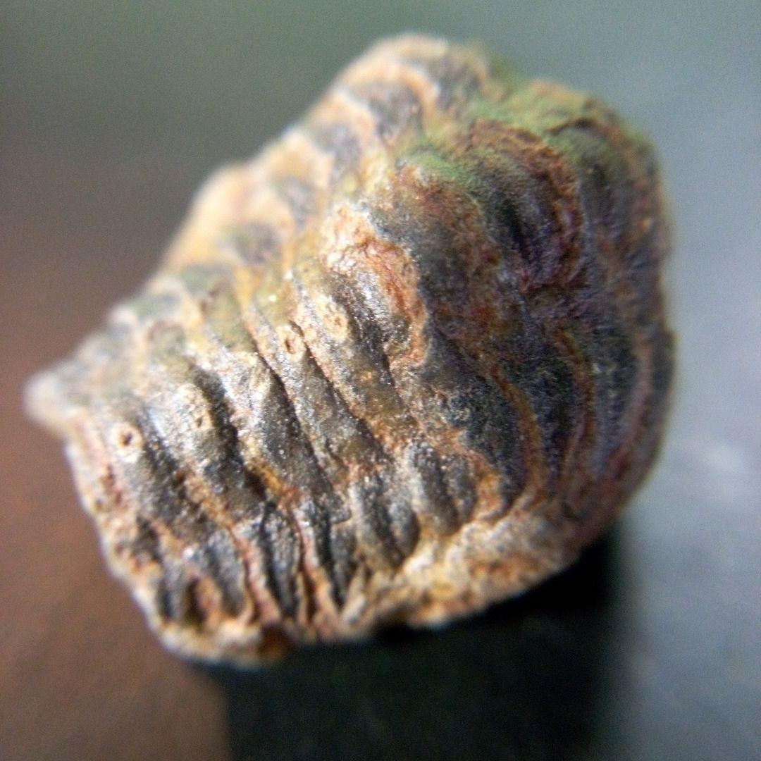 三葉虫　化石　fossil　ボリビア産　trilobite　ノジュール種類⑧