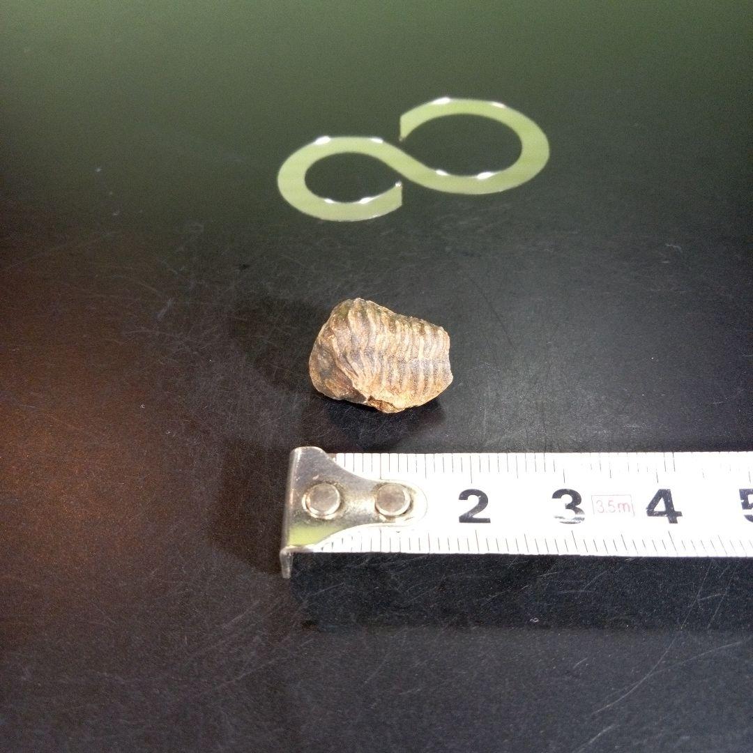 三葉虫　化石　fossil　ボリビア産　trilobite　ノジュール種類⑧
