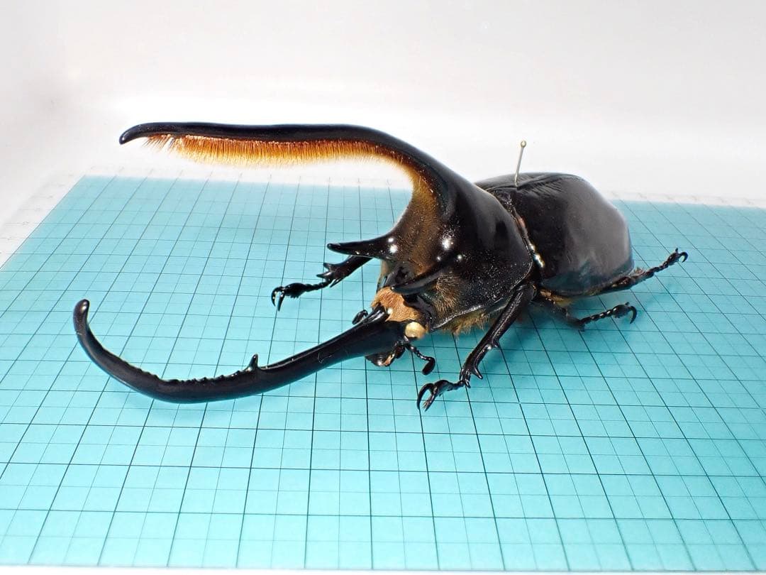 【標本】ネプチューンオオカブト　コロンビア産　139.0ミリ　飼育品