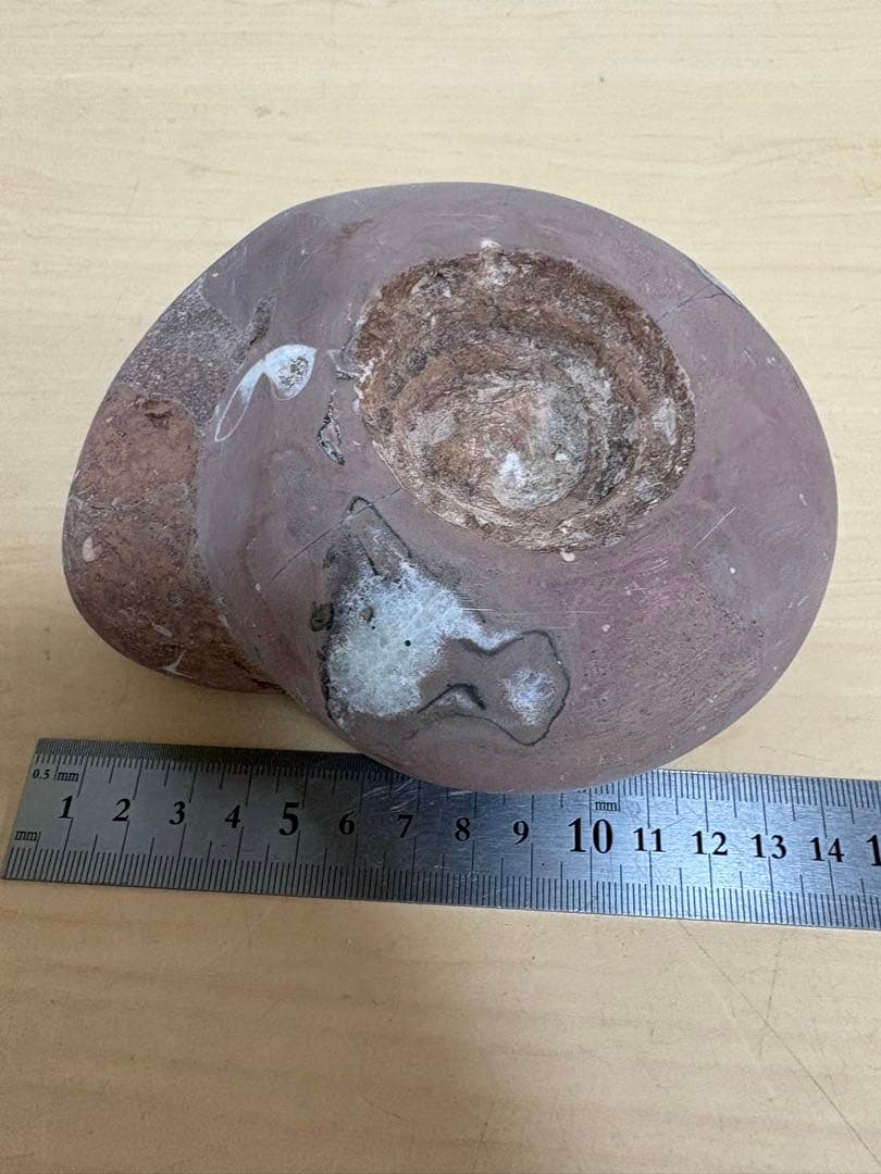 インドネシアジャワ島産大きな天然アンモナイト化石1354g磨き済みツルツル貴重品