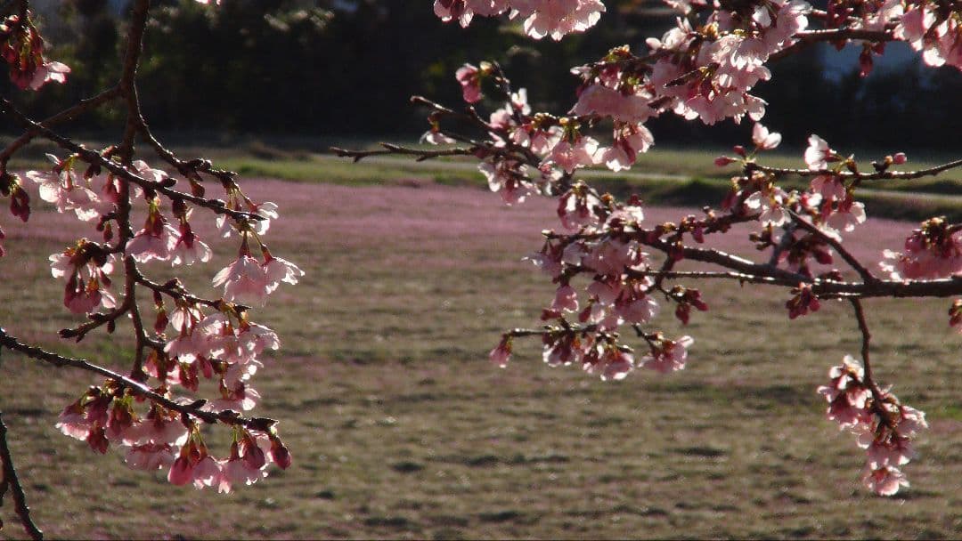 SONY HDビデオカメラ Handycam HDR-CX590V