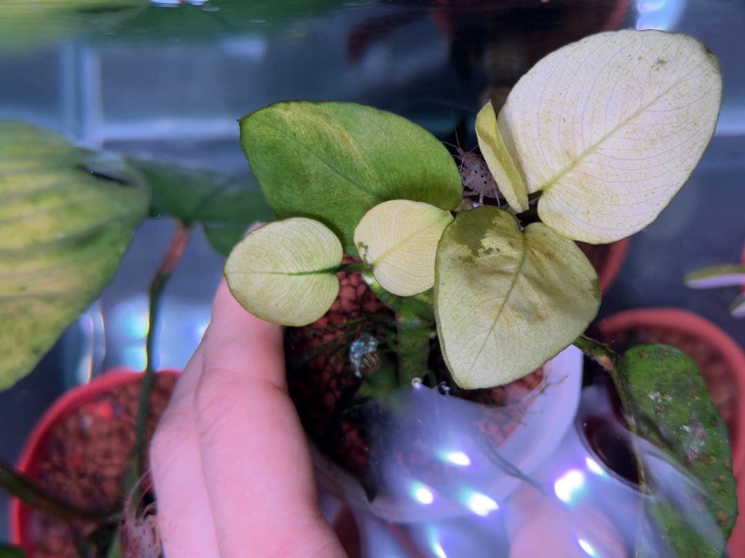 Anubias Panda white (斑入りパンダホワイト アヌビアス )