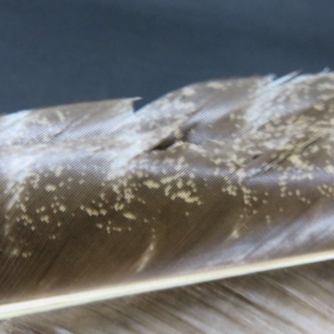 羽根箒 ほうき 羽箒 三つ羽根 風炉用 七面鳥 大 紙箱