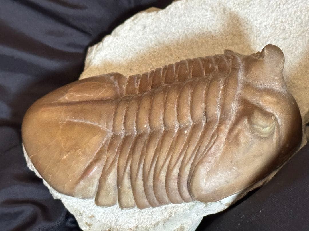 三葉虫アサフスAsaphus 化石標本