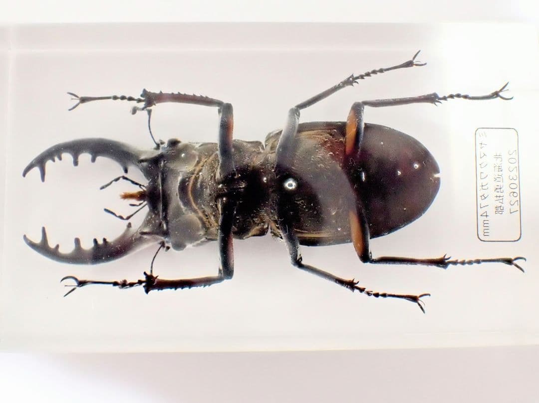 ミヤマクワガタ74ミリ特大　昆虫レンジ標本（樹脂標本）