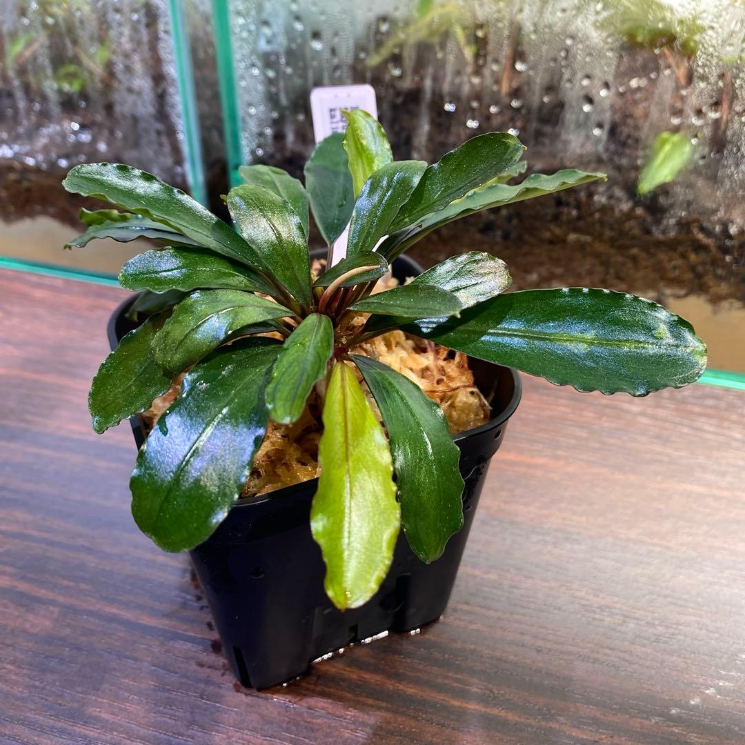 Bucephalandra sp.\"Kayulapis3\" 2020 【TB】