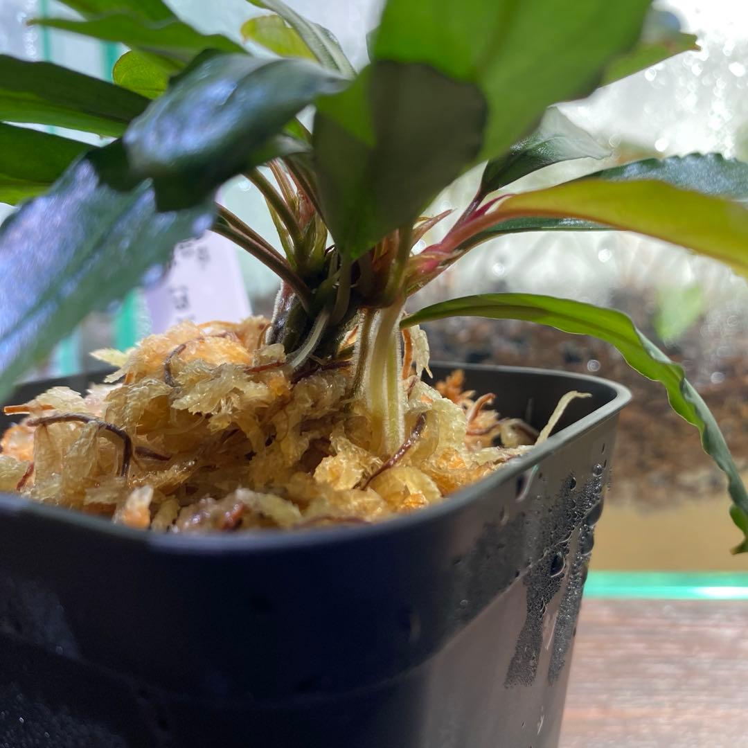 Bucephalandra sp.\"Kayulapis3\" 2020 【TB】
